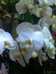 Тропическая зима в аптекарском огороде