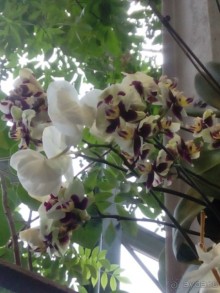 Тропическая зима в аптекарском огороде