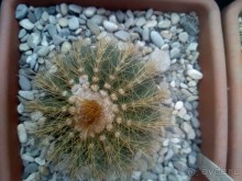 Тропическая зима в аптекарском огороде