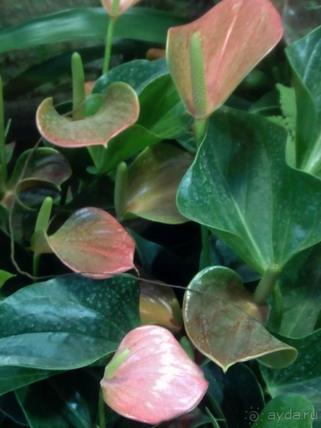 Тропическая зима в аптекарском огороде