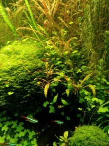 Тропическая зима в аптекарском огороде