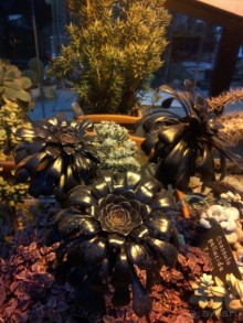 Тропическая зима в аптекарском огороде