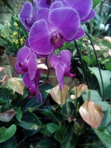 Тропическая зима в аптекарском огороде