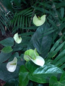 Тропическая зима в аптекарском огороде