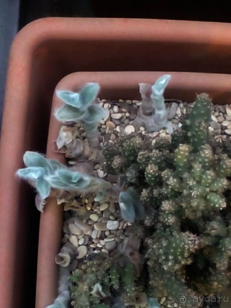 Тропическая зима в аптекарском огороде