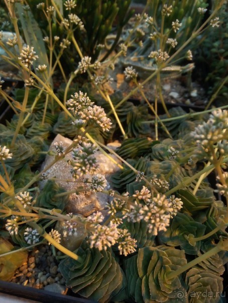 Тропическая зима в аптекарском огороде