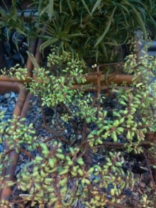 Тропическая зима в аптекарском огороде