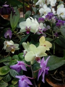 Тропическая зима в аптекарском огороде