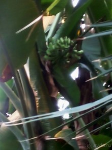 Тропическая зима в аптекарском огороде