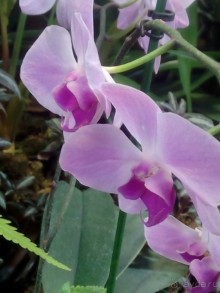 Тропическая зима в аптекарском огороде