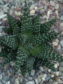 Тропическая зима в аптекарском огороде