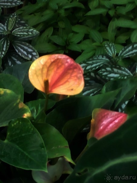 Тропическая зима в аптекарском огороде