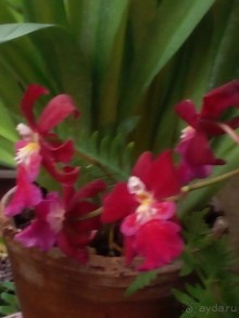 Тропическая зима в аптекарском огороде