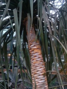 Тропическая зима в аптекарском огороде