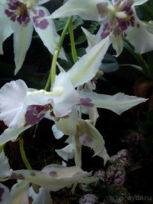 Тропическая зима в аптекарском огороде