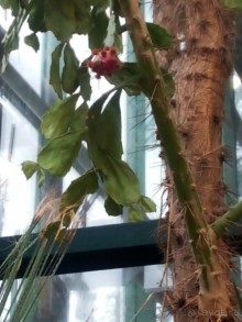 Тропическая зима в аптекарском огороде