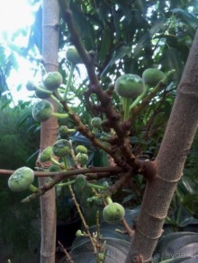 Тропическая зима в аптекарском огороде