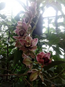 Тропическая зима в аптекарском огороде