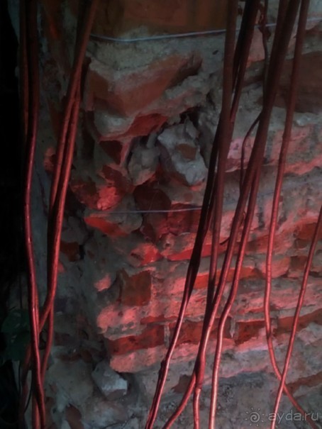 Тропическая зима в аптекарском огороде