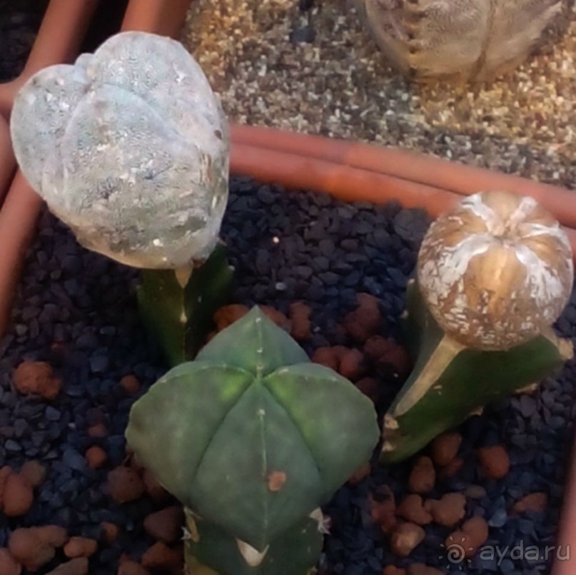 Тропическая зима в аптекарском огороде