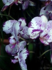 Тропическая зима в аптекарском огороде