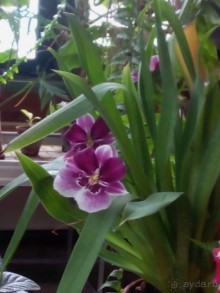 Тропическая зима в аптекарском огороде