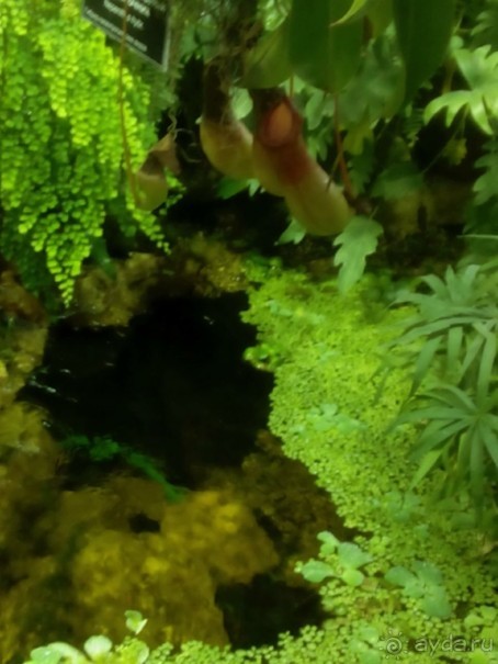 Тропическая зима в аптекарском огороде