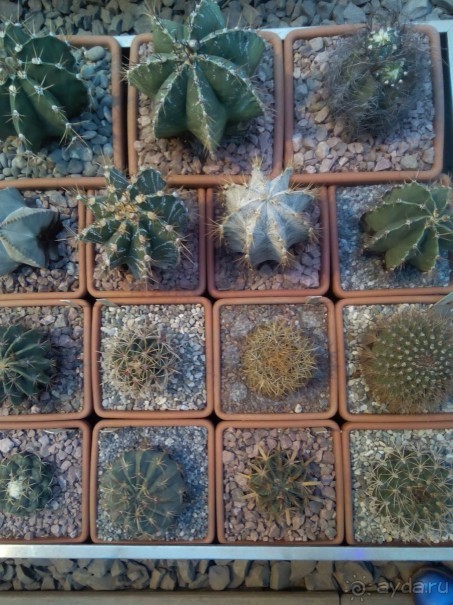 Тропическая зима в аптекарском огороде