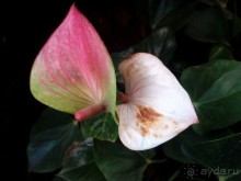 Тропическая зима в аптекарском огороде