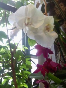 Тропическая зима в аптекарском огороде