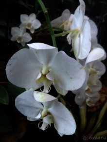 Тропическая зима в аптекарском огороде