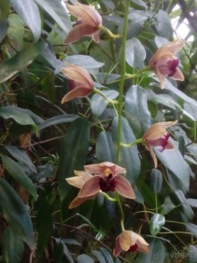 Тропическая зима в аптекарском огороде