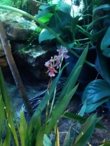 Тропическая зима в аптекарском огороде