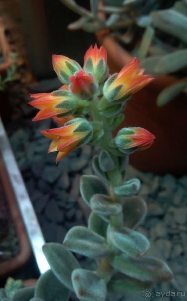 Тропическая зима в аптекарском огороде