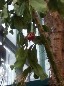 Тропическая зима в аптекарском огороде