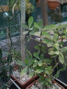 Тропическая зима в аптекарском огороде