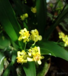 Тропическая зима в аптекарском огороде