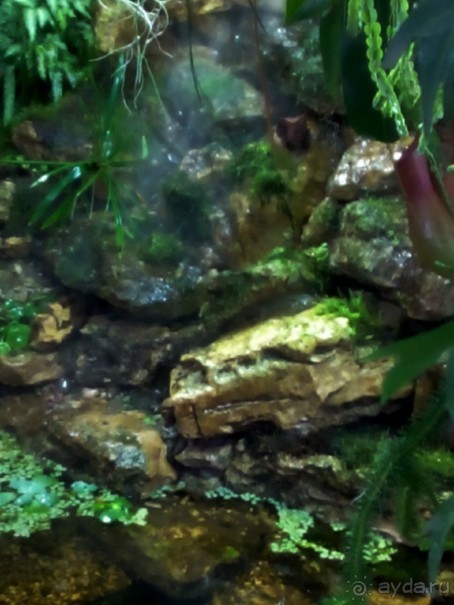 Тропическая зима в аптекарском огороде