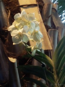 Тропическая зима в аптекарском огороде