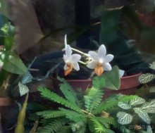 Тропическая зима в аптекарском огороде