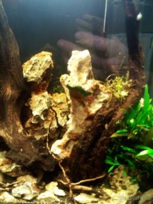 Тропическая зима в аптекарском огороде