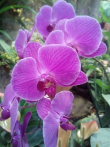 Тропическая зима в аптекарском огороде