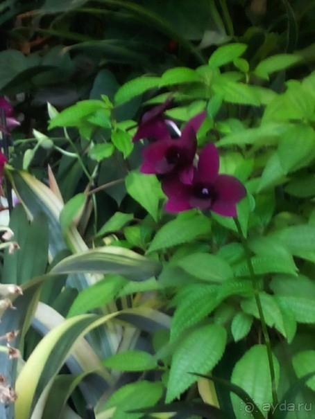 Тропическая зима в аптекарском огороде