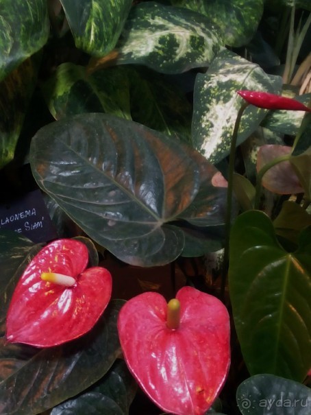 Тропическая зима в аптекарском огороде