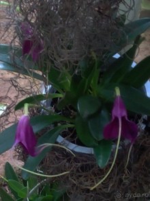 Тропическая зима в аптекарском огороде