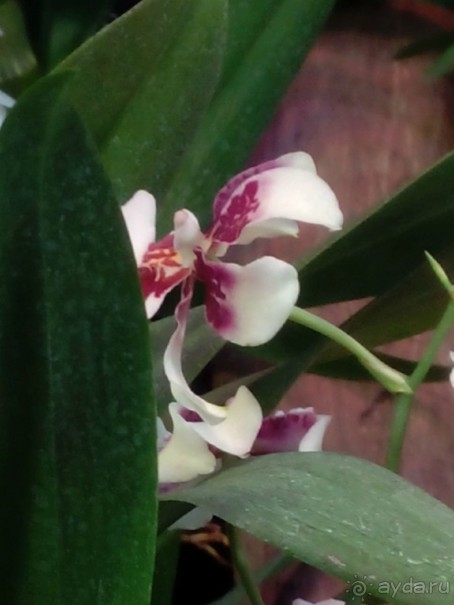 Тропическая зима в аптекарском огороде