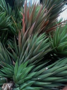 Тропическая зима в аптекарском огороде