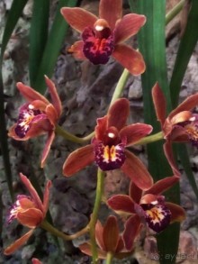 Тропическая зима в аптекарском огороде