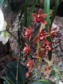 Тропическая зима в аптекарском огороде