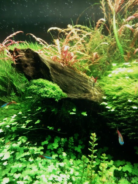 Тропическая зима в аптекарском огороде